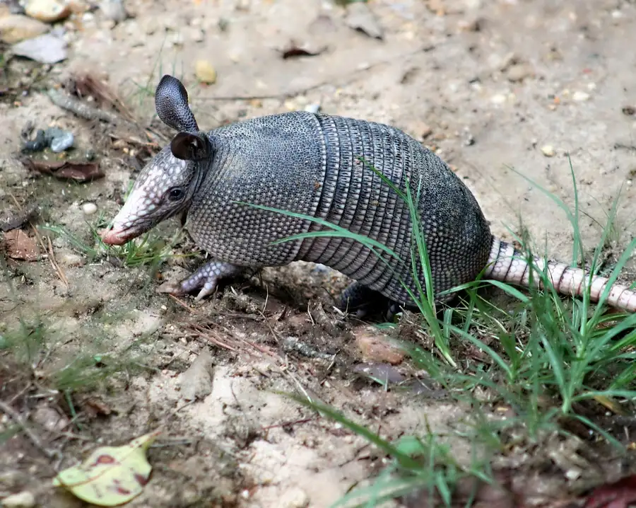 Armadillo foraging on a grass lawn