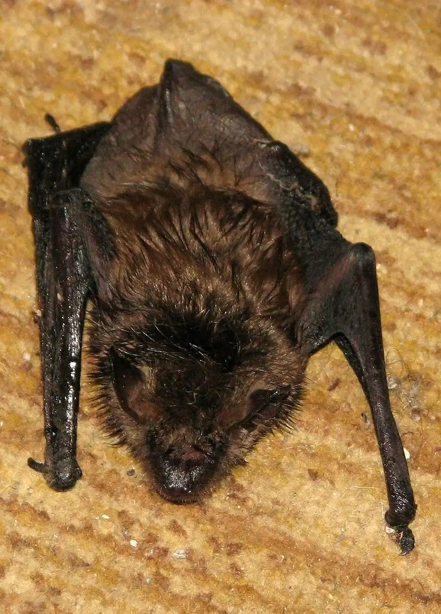 Small brown bat at rest