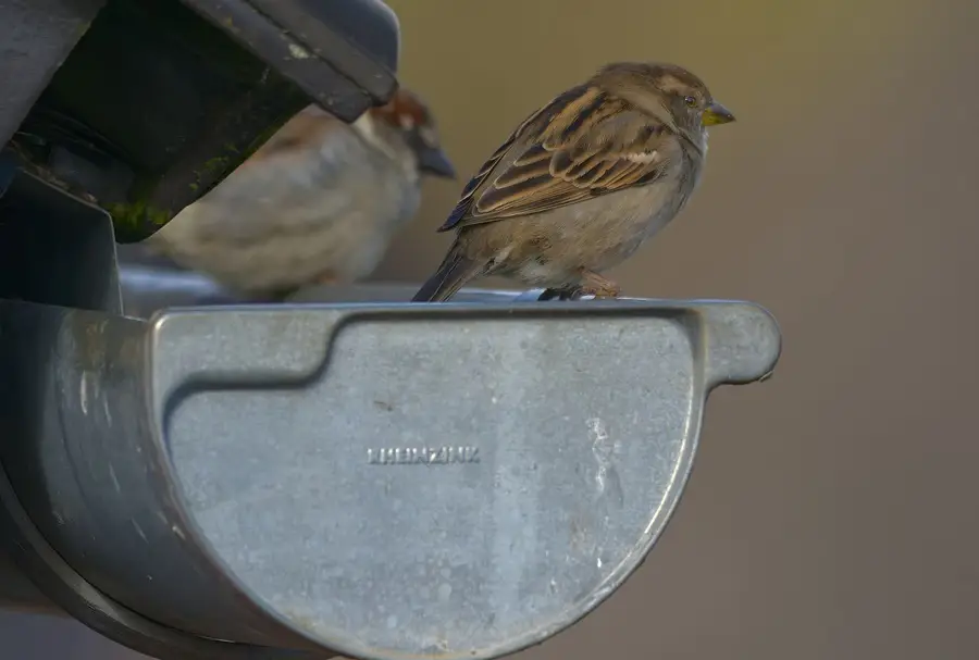 House sparrows perched on a roof gutter