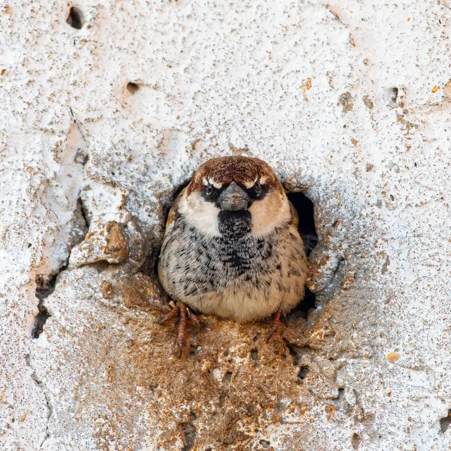 House sparrow at a nest opening in a wall