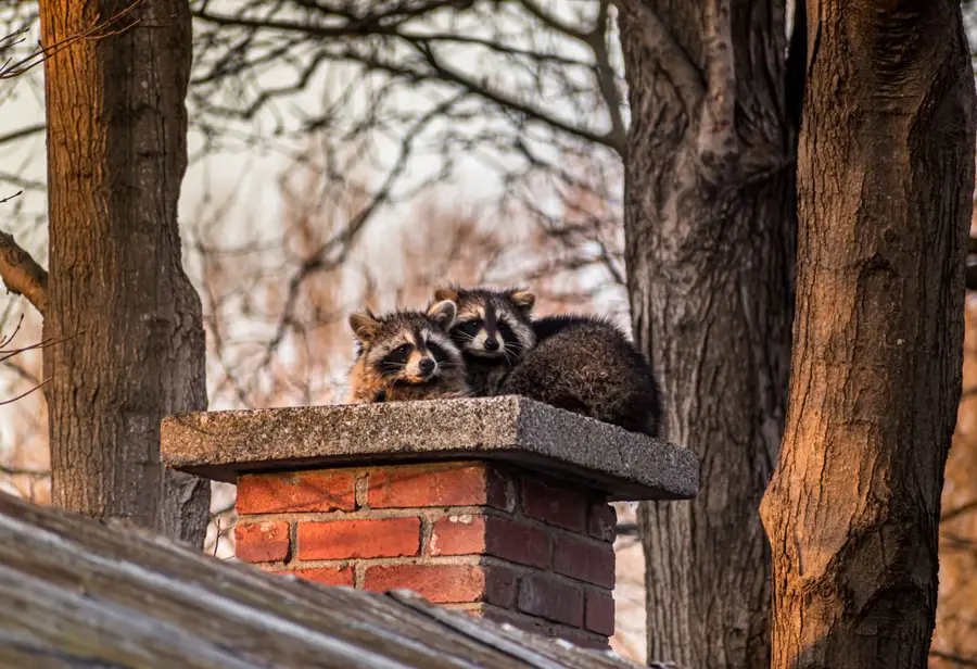 Two raccoons on a brick chimney above a roof
