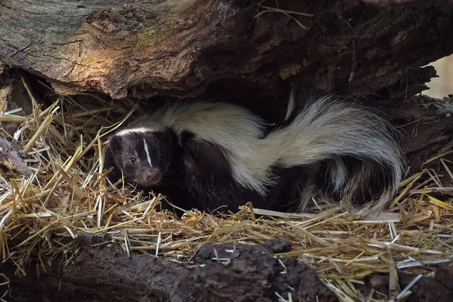 Striped skunk sheltering under a fallen log