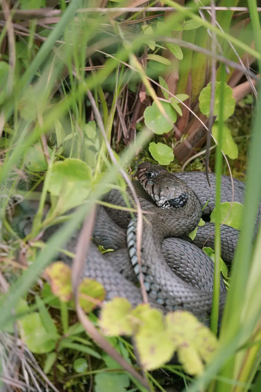 Snake coiled in grass at ground level
