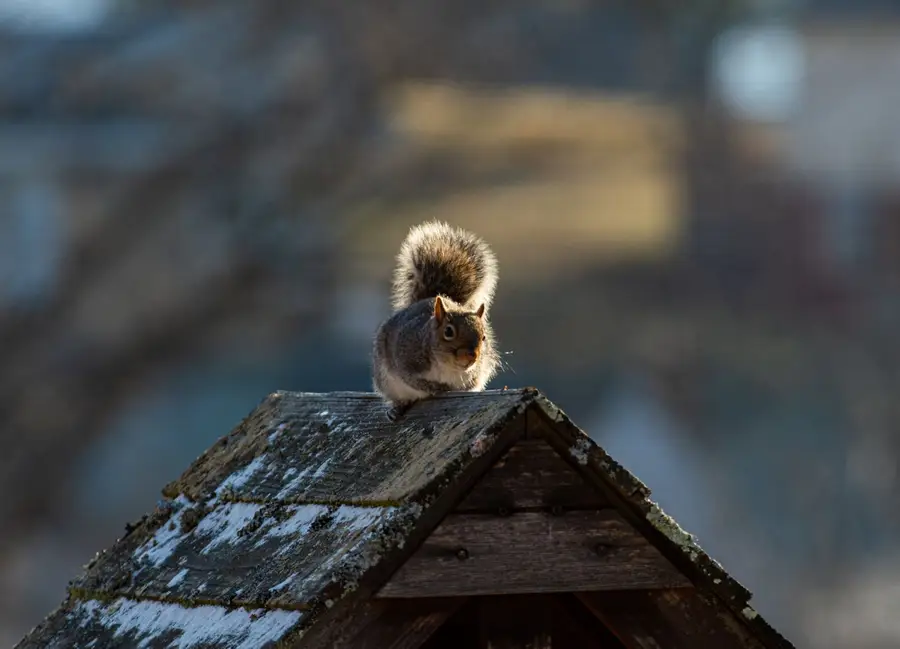 Gray squirrel on a shingled roof ridge